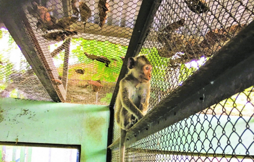 Nhiều chiêu trò “lách luật” nuôi động vật hoang dã trái phép