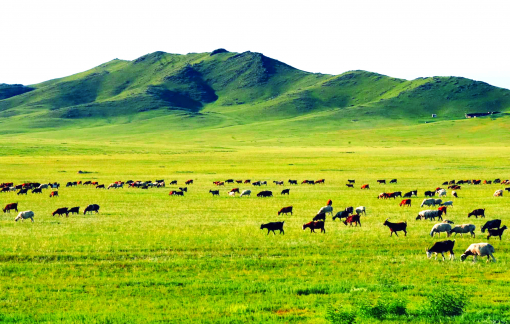 Băng rừng taiga tìm “làng tuần lộc cổ tích”