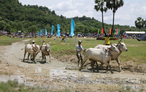 Tưng bừng lễ hội đua bò Bảy Núi An Giang