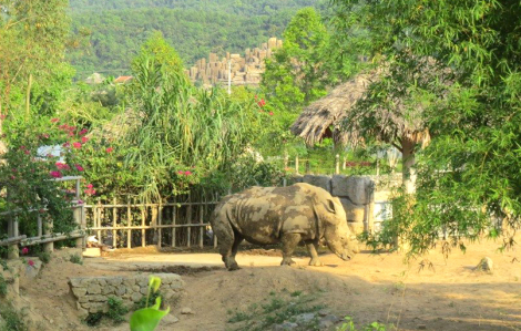 Đàn tê giác 2 sừng ở khu du lịch sinh thái chết bất thường