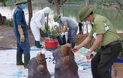 6 con tê giác chết trong khu sinh thái: Tiêu hủy phần thân, giữ lại sừng