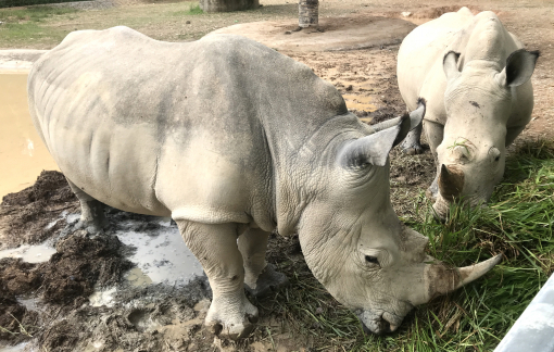 Bên trong khu sinh thái có 6 con tê giác đồng loạt chết bất thường
