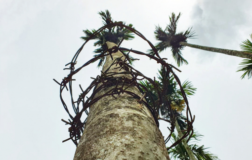 Đau đầu chống trộm ở xứ ngàn cau