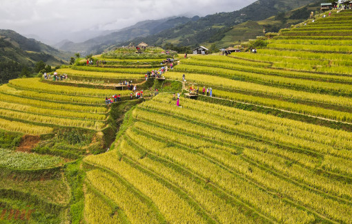 Lên đồi mâm xôi ngắm "tranh" mùa vàng