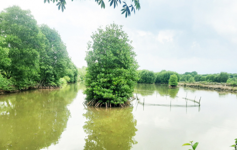 Cà Mau: 19.000ha tôm nuôi dưới tán rừng có chứng nhận quốc tế