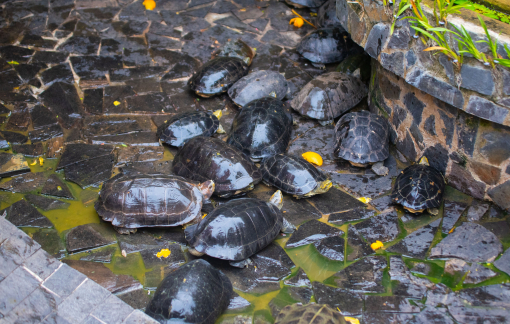 Cứu hộ 62 cá thể rùa quý hiếm được phóng sanh ở chùa Ngọc Hoàng