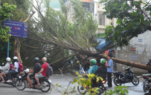 Mưa lớn, gió mạnh quật ngã cây cao hơn 15m ở TPHCM