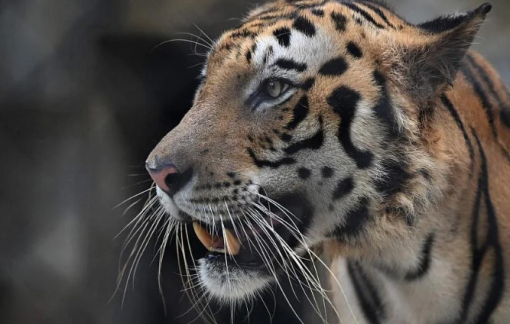 Cảnh sát Ấn Độ bắn chết con hổ "ăn thịt người"