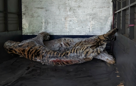 Bảo tàng Thiên nhiên Việt Nam tiếp nhận xác 9 con hổ nuôi nhốt trong nhà dân ở Nghệ An
