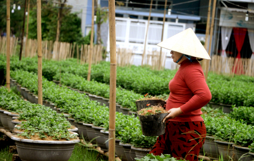 Các làng hoa ở Huế hối hả chạy lụt
