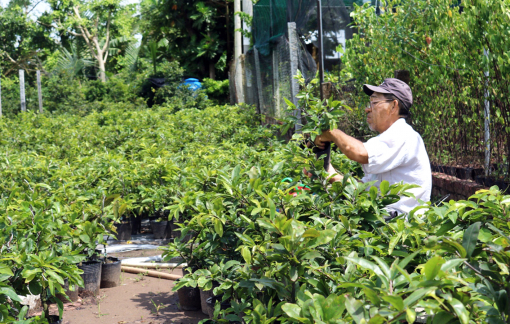Nông dân trồng hoa, trái cây tết lo mất mùa