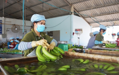 Nhật Bản gia tăng nhập khẩu chuối từ Việt Nam