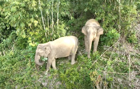 Nhiều đàn voi rừng ở Nghệ An có nguy cơ xóa sổ vì… thiếu voi đực