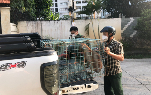 UBND phường Hiệp Bình Chánh, TP. Thủ Đức tổ chức bắt chó thả rông