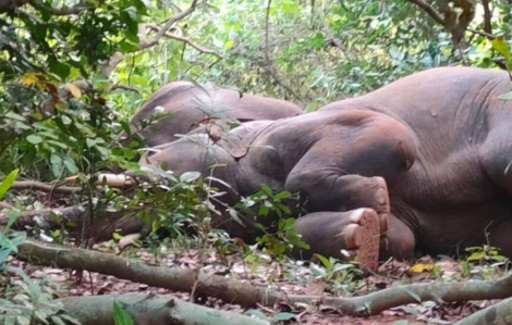 Đàn voi “xỉn quắc cần câu” sau khi uống trộm rượu