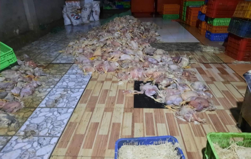 Bắt quả tang cơ sở giết mổ sơ chế hơn 2,2 tấn gà chết, chuẩn bị đưa đi tiêu thụ