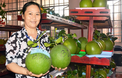 Vị thế mới của trái bưởi da xanh sau "tấm vé" xuất khẩu vào Mỹ