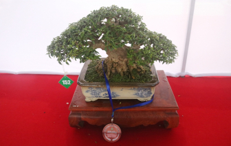 Chiêm ngưỡng những tác phẩm bonsai "đỉnh" nhất của các nghệ nhân Nam bộ