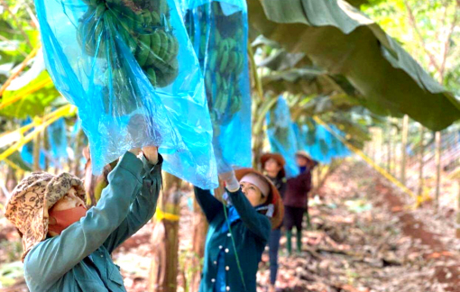 Nhiều cơ hội xuất khẩu nông sản chính ngạch vào Trung Quốc