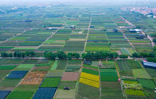 "Thủ phủ" hoa Mê Linh tổ chức Festival hoa vào tháng 12