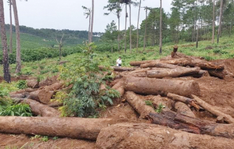 Để mất 6 cây rừng, 1 doanh nghiệp bị phạt 170 triệu đồng