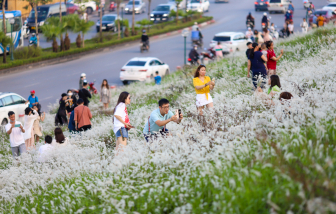 Chiều cuối tuần, triền đê phủ trắng cỏ lau ở Hà Nội đông đúc người đến chụp ảnh, check-in