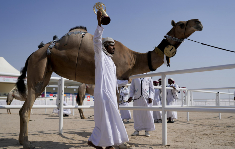 Cuộc thi ''Hoa hậu lạc đà'' Qatar thu hút du khách bên lề World Cup