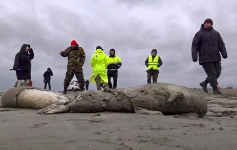 1.700 xác hải cẩu quý hiếm được tìm thấy ở bờ biển của Nga
