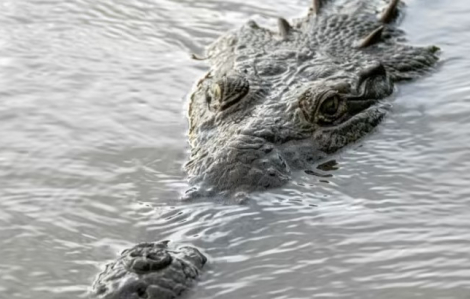 Cá sấu tấn công, giết chết bé trai 1 tuổi, làm cha bị thương ở Malaysia