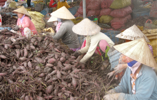 Sốt giá khoai lang xuất khẩu