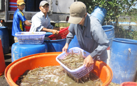 Cấp bách khơi thông dòng vốn cho xuất khẩu nông sản