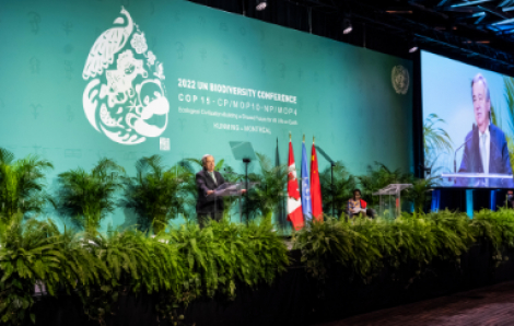 Hội nghị COP15: Nỗ lực đạt được tiếng nói chung để bảo vệ đa dạng sinh học trên toàn cầu