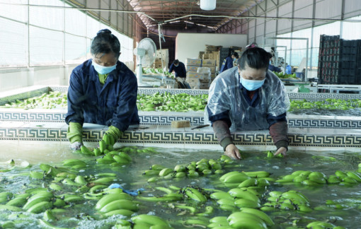 Trái cây Đồng bằng sông Cửu Long cần giảm tình trạng chỉ đưa ra thị trường thứ mình có