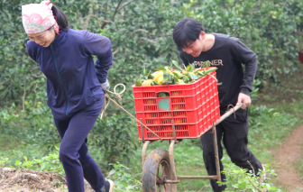 Cam Vinh trúng giá, nhộn nhịp những ngày cuối năm