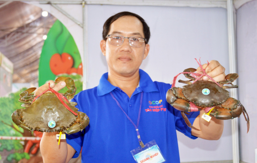 Khai mạc ngày hội cua lớn nhất tỉnh Cà Mau