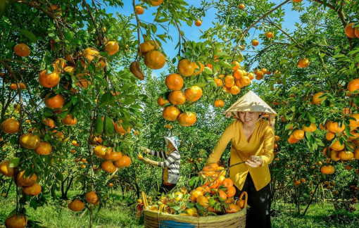 Đồng Tháp sắp tổ chức lễ hội quýt hồng