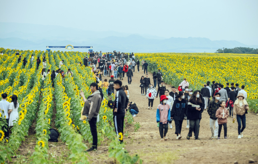 Hàng ngàn người chen chân ở cánh đồng hoa hướng dương xứ Nghệ