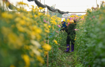 Làng hoa Tây Tựu rộn ràng vào Tết