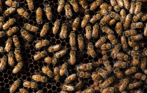 Mỹ cho phép sử dụng vắc xin cho ong mật
