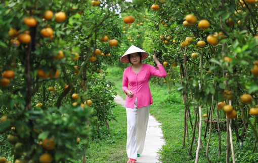 Khách nước ngoài, Việt kiều mê mẩn vườn quýt hồng trĩu quả ở miền Tây