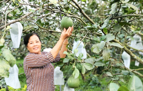 Cuộc sống khá lên nhờ kiên trì với nghề nông