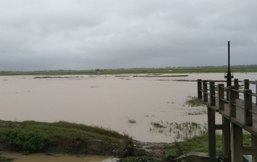 Phú Yên: Mưa lớn khiến lúa mới gieo sạ và hoa tết hư hại nặng