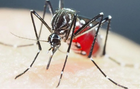 Muỗi siêu kháng thuốc ở châu Á gây ra mối đe dọa ngày càng tăng