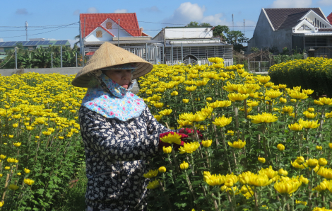Hoa cúc tết Ninh Giang đắt khách nhưng người trồng lãi ít