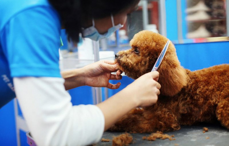 Dịch vụ chăm sóc, làm đẹp cho thú cưng hút khách cuối năm