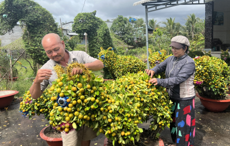 "Vương quốc'' hoa kiểng Chợ Lách nhộn nhịp mùa tết