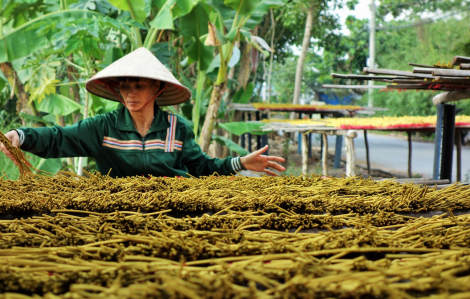 Làng nhang lâu đời nhất TPHCM tất bật mùa tết