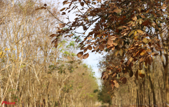 Rừng cao su ở Bình Phước mùa thay lá thơ mộng như phim