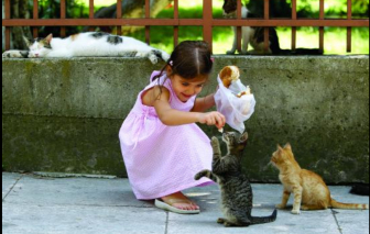 Thăm "thiên đường mèo" ở Thổ Nhĩ Kỳ