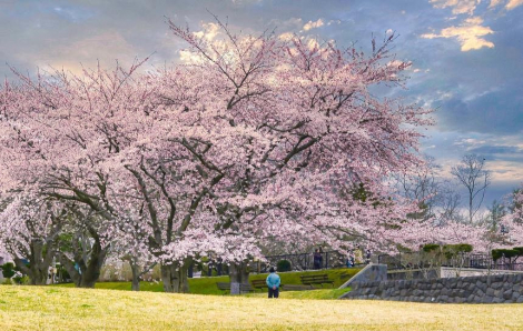 "Bỏ túi" thời điểm ngắm hoa anh đào đẹp nhất tại Nhật Bản